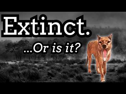 Is the Thylacine Still Alive?