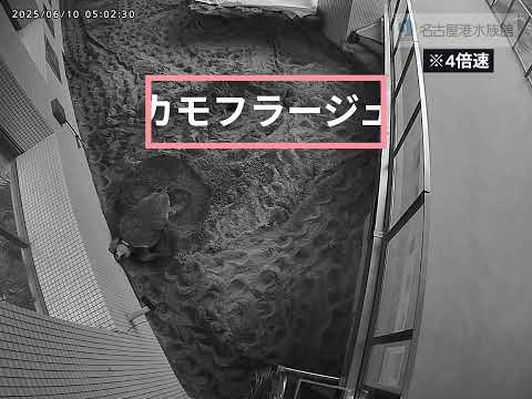 猫の動画サムネイル - ウミガメ産卵行動#shots 　#名古屋港水族館