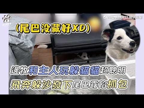 【邊牧和主人玩躲貓貓超聰明 飛奔躲沙發下尾巴露餡抓包】｜TikTok / natasha0825｜IG / nabi_dancingbc