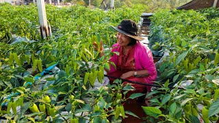 How to Grow Long Hot Peppers on the House's Rooftop to Fast Harvest in 35 Days -Vegetable Garden