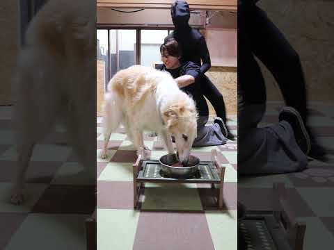 食事中に大好きなパパが襲われた時のボルゾイがこちら…#shorts