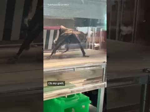 Vampire bats go for a jog