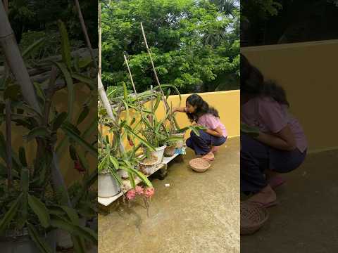 ঝুড়ি ভর্তি করে ড্রাগন ফল তুলেছি 🥰 #shorts #trending #food #fruit #viralvideo
