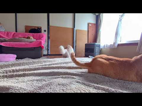 猫の動画サムネイル - あそぶぼー