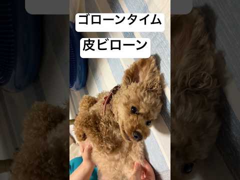 【トイプードル】あんよｼｭｯｼｭｯ！【日常】 #トイプードル #トイプー #癒し #toypoodle #犬のいる生活 #プードル #可愛い #犬のいる暮らし
