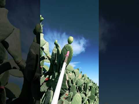 Cactus farming in China 🇨🇳