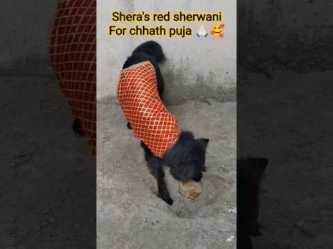 shera's chhath puja🙏🏻 outfit😍#chhathpuja #chhath #doglove #shorts #trending #viral #bihar #gsd