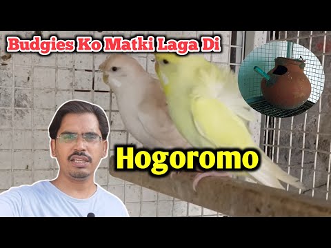 Budgies Ko Separate Matki Laga Di / Hogoromo Budgies/Spangle Budgies