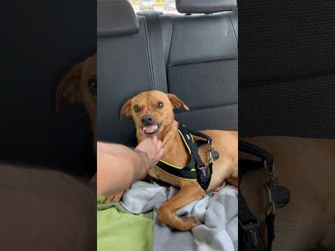 Funny dog moment😂😂😭#funnydog#funny#dogshort#maddog#puppy#pets