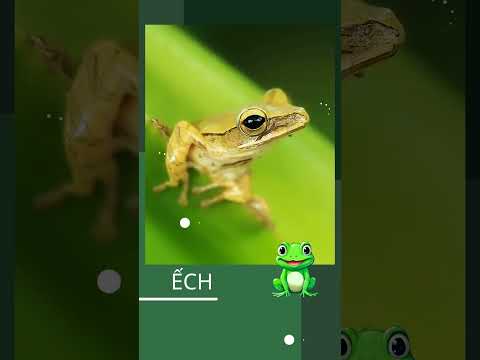 ẾCH VÀ NHỮNG SỰ THẬT THÚ VỊ MÀ CÓ THỂ BẠN CHƯA BIẾT? #shorts #frog