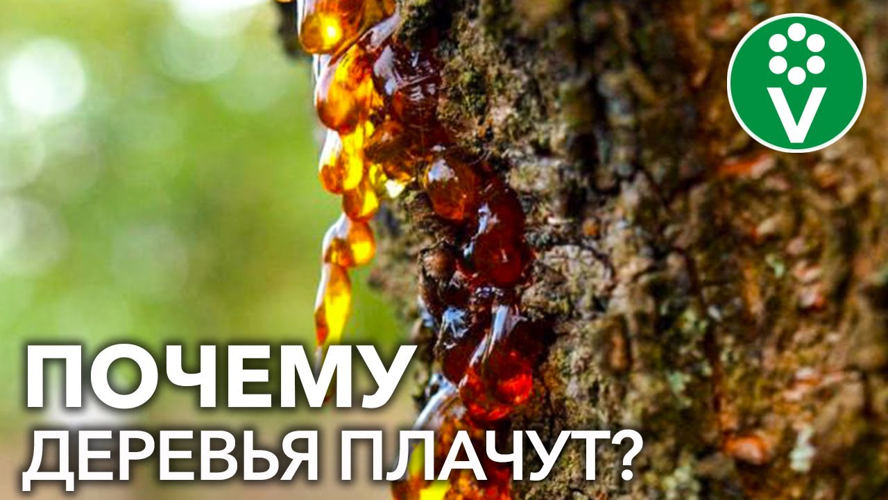 Камедетечение косточковых. Как вылечить деревья и при этом увеличить их урожайность?