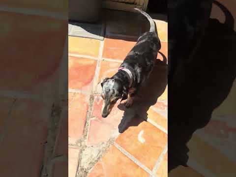 Who let the dogs out #dogs #puppy #dogsofyoutube