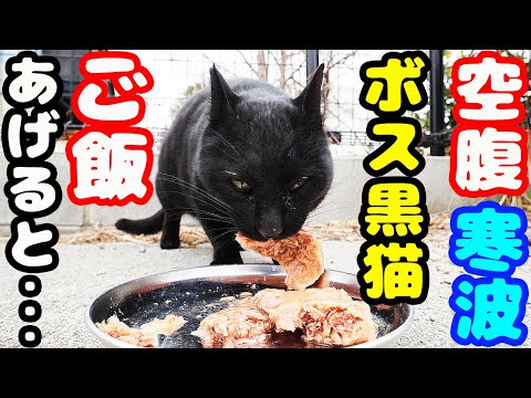 空腹のボス黒猫にご飯をあげたら・・・ さくらねこへの給餌 癒され野良猫動画 感動猫動画