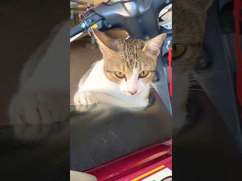#cat #cats #cute #catvideos #catshorts #catai #ai #funny #love #pets #lovely #shorts #shortvideos