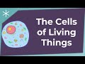 Understanding Cells and Their Functions