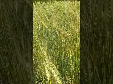 #america #wheat #crops #youtubeshorts #food #organic #chitral #kpk #mountains #song #trending #all