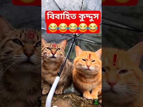 বিবাহিত কুদ্দুস ll Marriage kuddus ll #shorts #blogsrkr #cat
