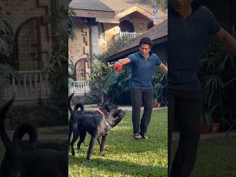 7.2m views| A house isn’t a home without these two! 🐶 🐾 | Sachin Tendulkar's pets #petlover#doglover