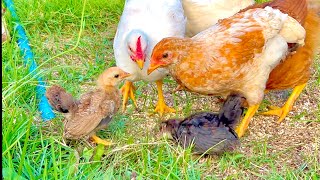 動画サムネイル