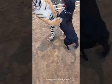 Kenzo and doggy play fight 🙀😹