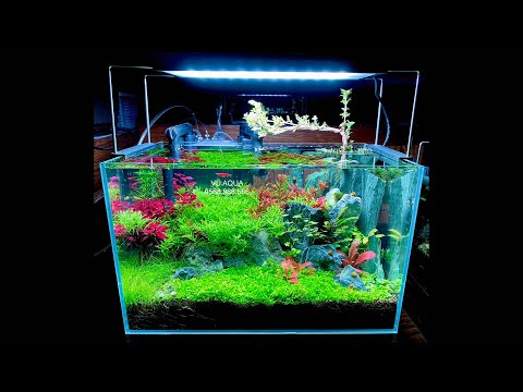 DIY Planted Aquarium (Fish Tank) for Beginners by Vu Aqua