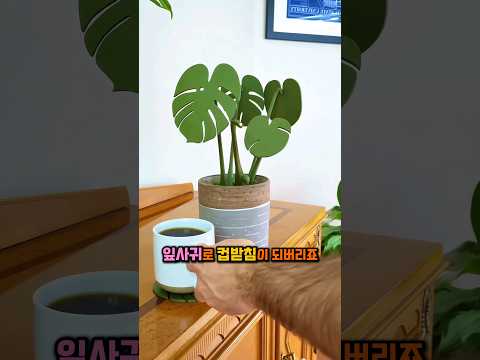 신박한 식물 아이템