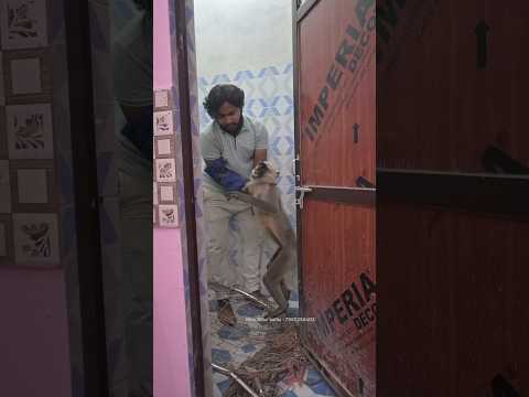 हे भगवान इस बच्चे की मदद करो 🙏 इसे शक्ति दो प्रभु 🙏 monkey rescue team - 7985258402