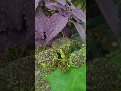 मैं तो अपनी ..#garden #ytshort #houseplants #gardening #funny