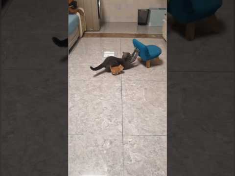 cute cats part 239, ibu kucing dan meong yg jahil #catshorts #cats #catvideos