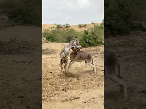 #trending #shortvideo #videos #ghadha