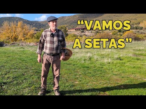 Mirad QUÉ SETAS DE PRADERA RECOGEMOS "¿Habrá alguna buena?"