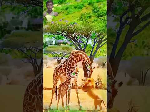 Giraffe And Lions Best Shorts #wildlifeentertainment