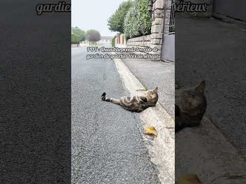 Patrouille quotidienne : RAS pour le moment 👀🐱