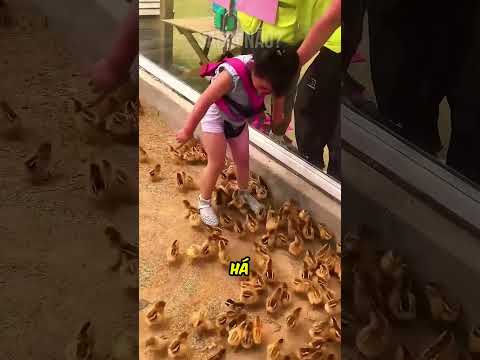 Ela foi resgatar pintinhos no zoológico! 🐥😱