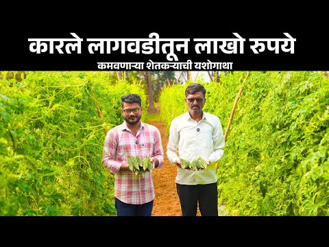 पुण्यातील बारमाही कारले लागवड यशोगाथा | ‌karle lagwad mahiti | vegetable farming in Maharashtra