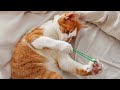 Understanding the Quirky World of Cats