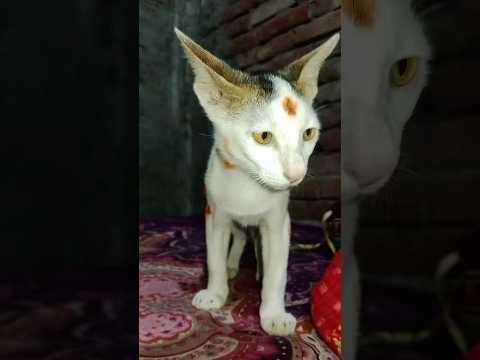 Cat Born As A Comedian 🤣Try To Not Laughter 😸#cat #catfunny #funny #catvideos #funnycatvideos