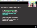 WED Processes and Eco Regions