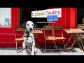 Video for I Love Finding Pups Collector's Edition