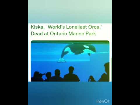Kiska, 'World's Loneliest Orca,' Dead at Ontario Marine Park