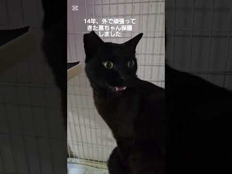 地域猫、黒ちゃん保護#野良猫保護#救助#捨て猫#Protecting stray cats #Rescue #Abandoned cats