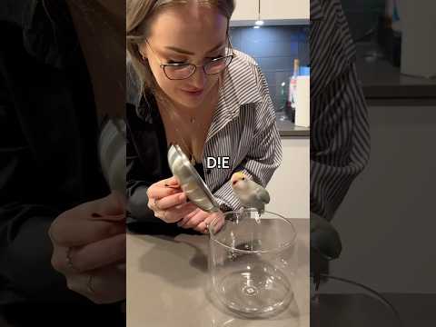 She attac #funnybirbs #birds #funnyanimals #funny #lovebird #tiktok #tiktokviral #pets #petsvlog