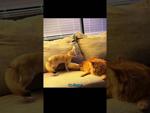 Cáo Fennec và tình bạn #animals #dongvat #shorts