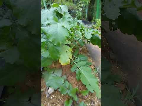 Growing radish for soup is good for my family.