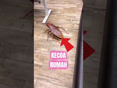 Kecoa Terbang ke Arahmu? Jangan Panik! Jangan Teriak! 😱 #shorts