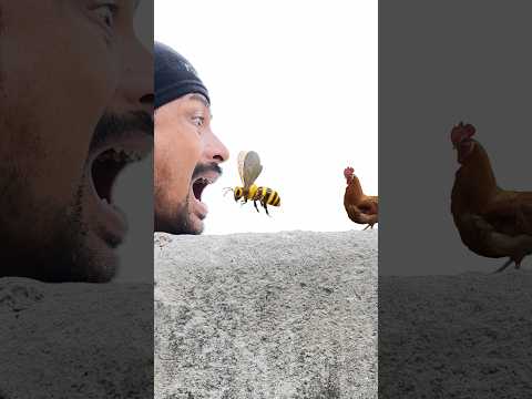 Bee, chickens & the goat in my mouth 👄 funny vfx magic video 😀🥰 #ytshorts #viral #funny
