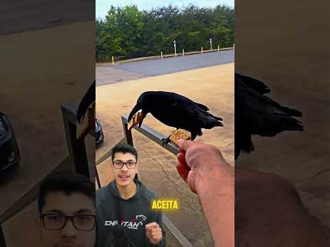 provando que os corvos são uma das aves mais inteligentes #aves #animal #corvo #inteligencia