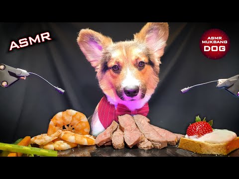 ASMR Mukbang Food 🐕 Corgi Dog Eating 9 🐕