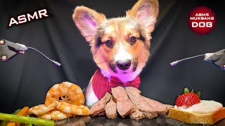 ASMR Mukbang Corgi Dog Eating Food 🐕
