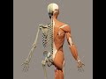 Musculoskeletal System Concepts Assessment